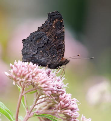 20090713__86H6964_klein