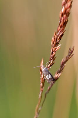 20090713__86H7057_klein