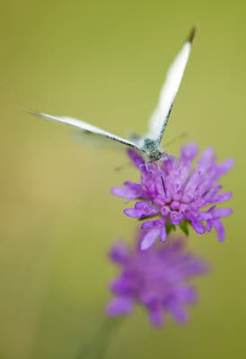 20090814__86H8304_klein