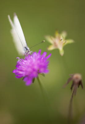 20090902__86H9090_klein