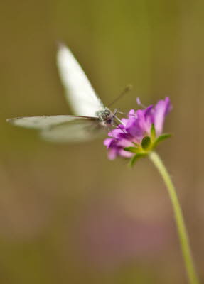 20090907__86H9437_klein
