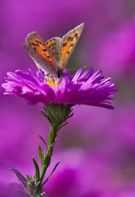 20090922__86H9797_klein