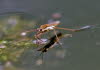 Wasserl_ufer_klein