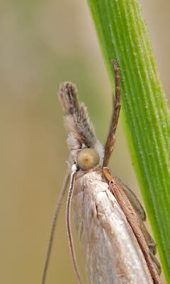 _86H1709_141_klein_2